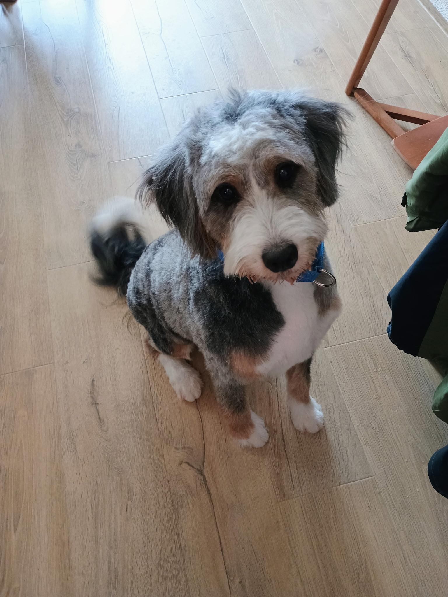 Charlie, adopted, Young Male Bernedoodle.