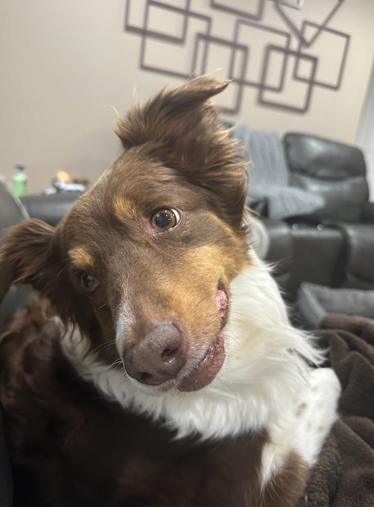 Enlarge 0917 Rosetta, a Adoptable Australian Shepherd in Ringwood, IL image 1/6