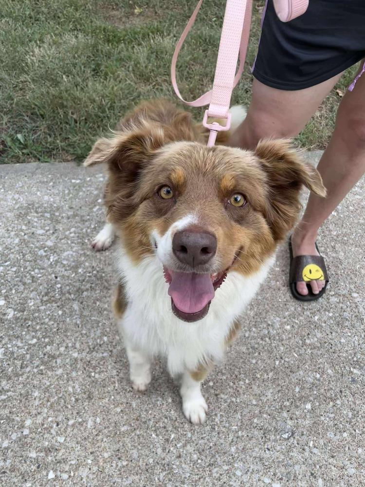 Enlarge 0917 Rosetta, a Adoptable Australian Shepherd in Ringwood, IL image 2/6