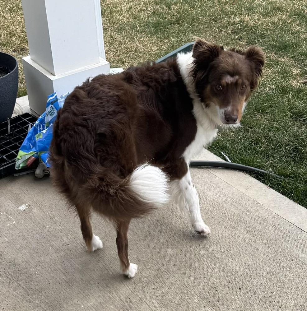 Enlarge 0917 Rosetta, a Adoptable Australian Shepherd in Ringwood, IL image 3/6