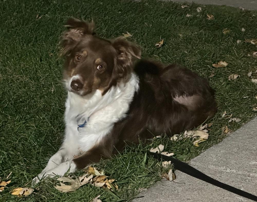 Enlarge 0917 Rosetta, a Adoptable Australian Shepherd in Ringwood, IL image 4/6