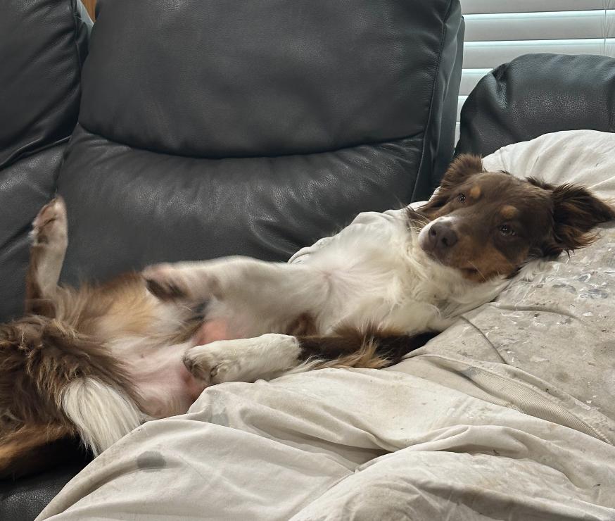 Enlarge 0917 Rosetta, a Adoptable Australian Shepherd in Ringwood, IL image 5/6