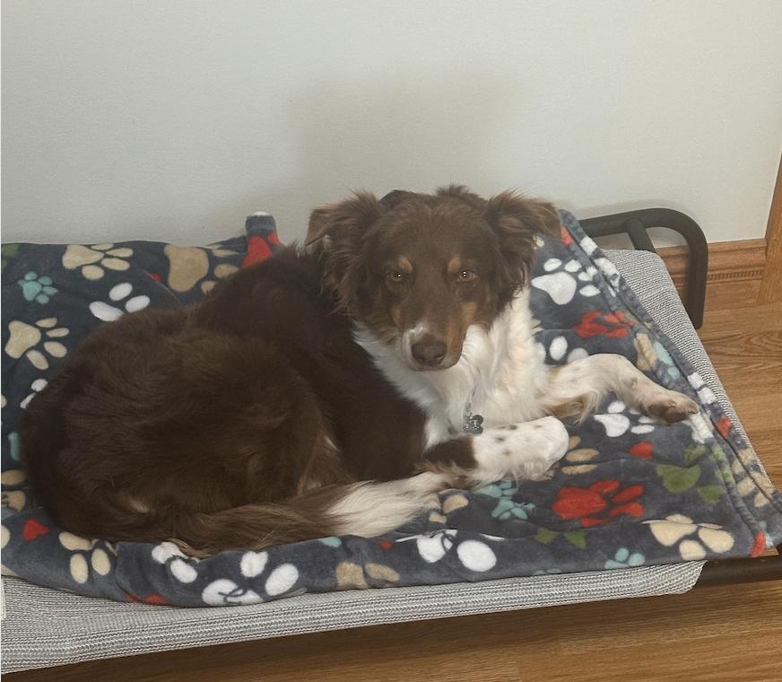 Enlarge 0917 Rosetta, a Adoptable Australian Shepherd in Ringwood, IL image 6/6