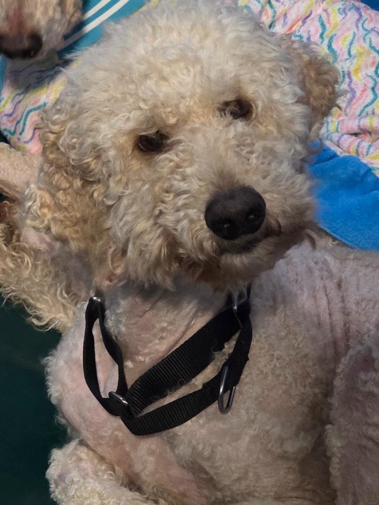 Leilani, Adoptable, Adult Female Poodle.
