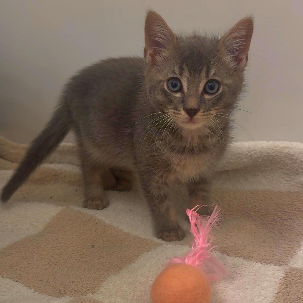Argie, Adoptable, Kitten Male Domestic Short Hair.