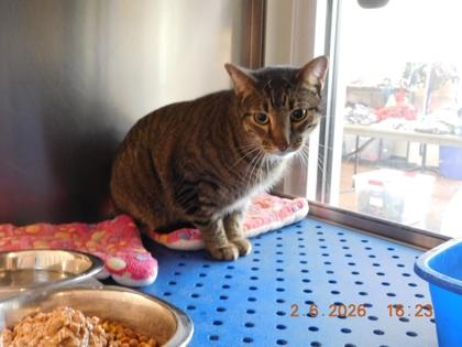 Rowdy, Adoptable, Adult Male Domestic Short Hair & Domestic Short Hair.