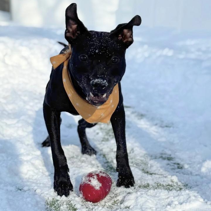 Enlarge PATRICK, a Adoptable mixed breed in Cranston, RI image 2/2