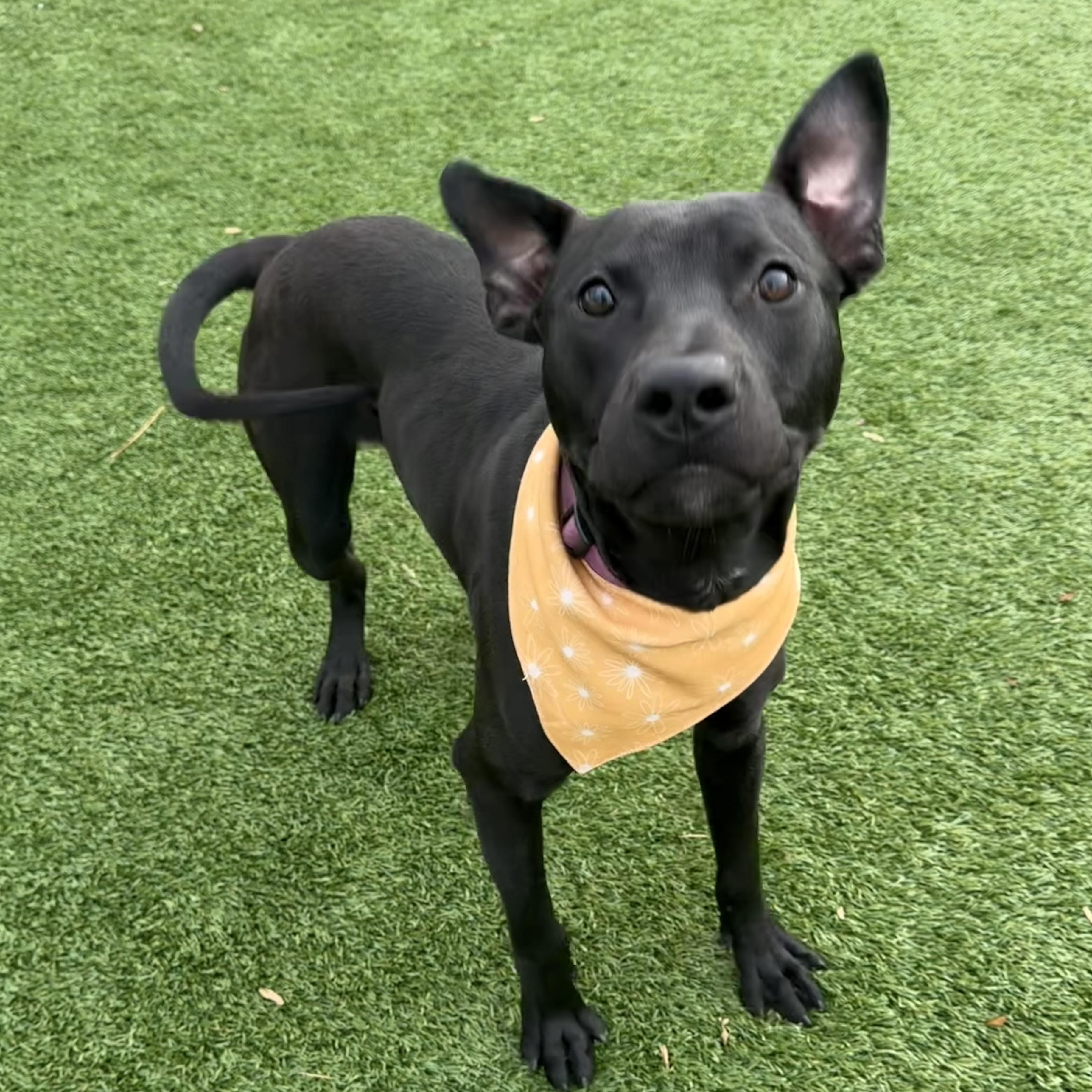 Enlarge PATRICK, a Adoptable mixed breed in Cranston, RI image 1/2