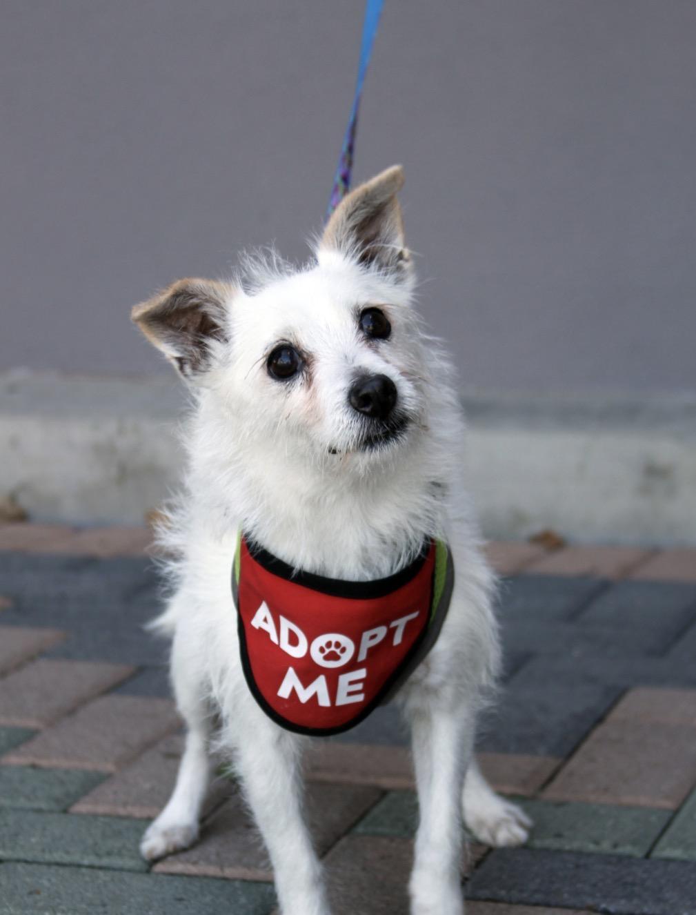 Enlarge Peanut, a Adoptable mixed breed in Mission Viejo, CA image 1/4