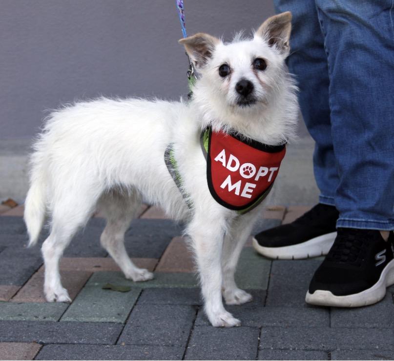 Enlarge Peanut, a Adoptable mixed breed in Mission Viejo, CA image 2/4