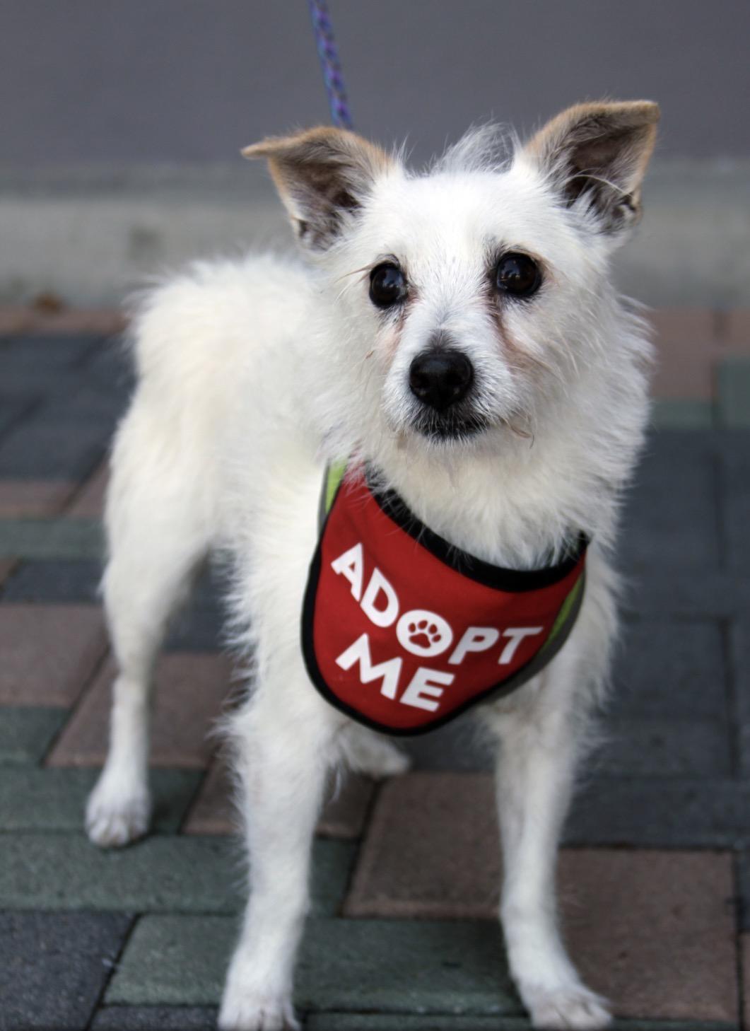 Enlarge Peanut, a Adoptable mixed breed in Mission Viejo, CA image 3/4