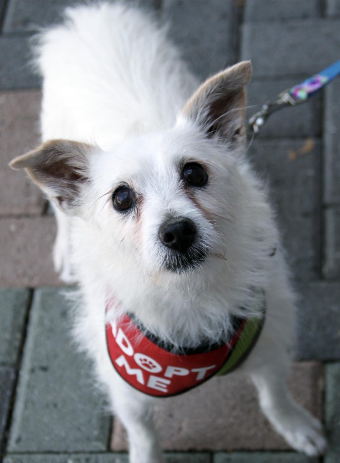 Enlarge Peanut, a Adoptable mixed breed in Mission Viejo, CA image 4/4