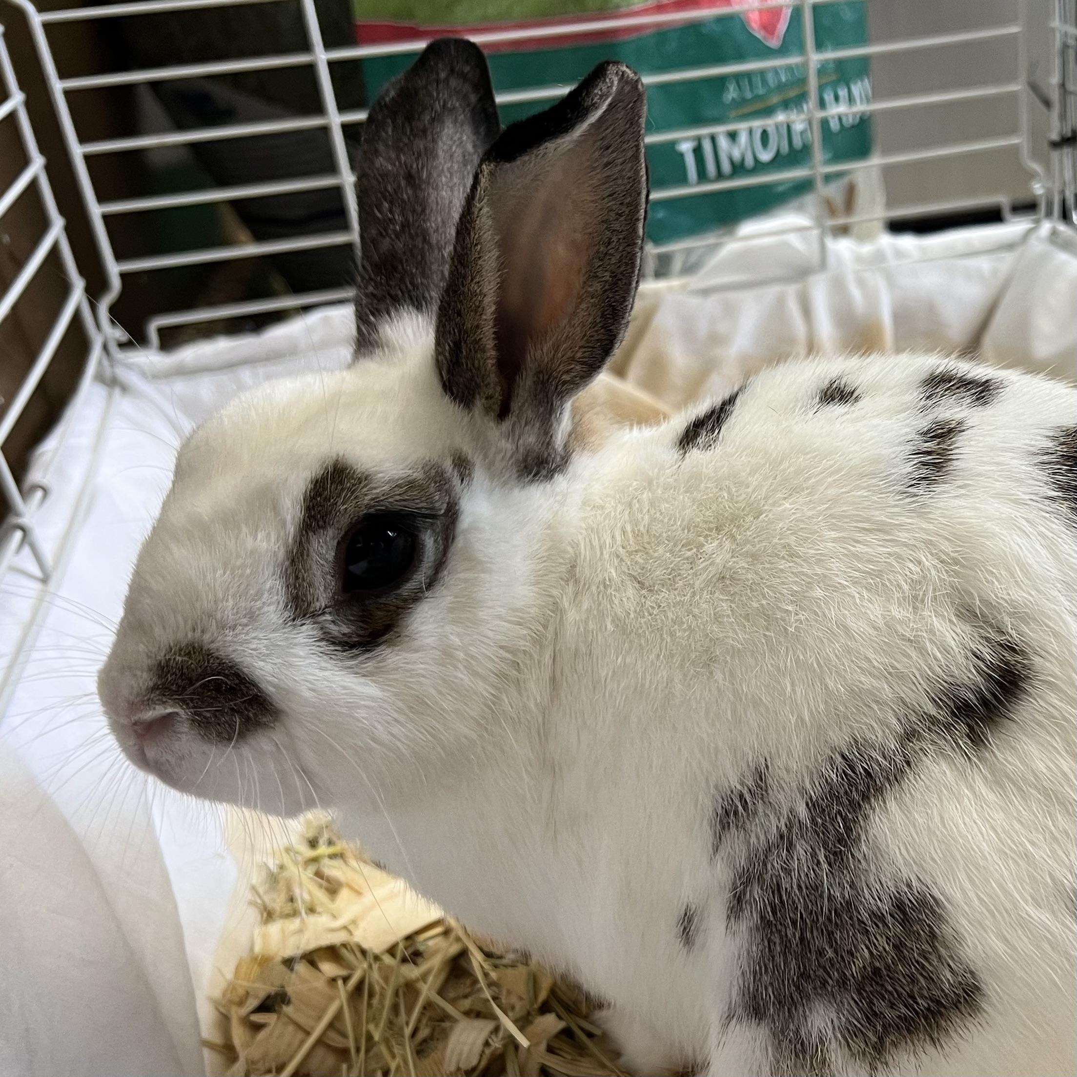 Prince Munchie, an adopted English Spot in Fairmont, MN image 1/6