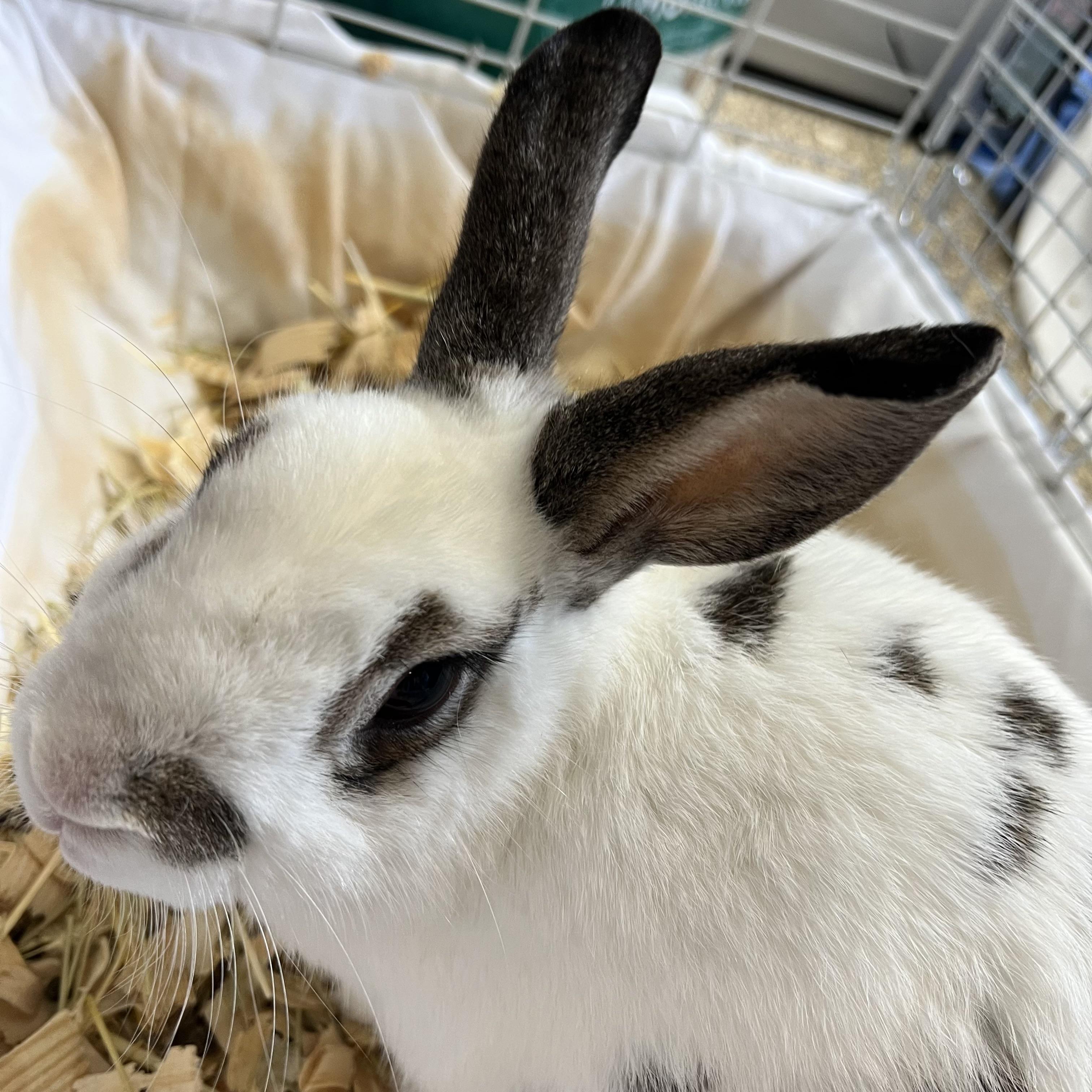 Prince Munchie, an adopted English Spot in Fairmont, MN image 5/6