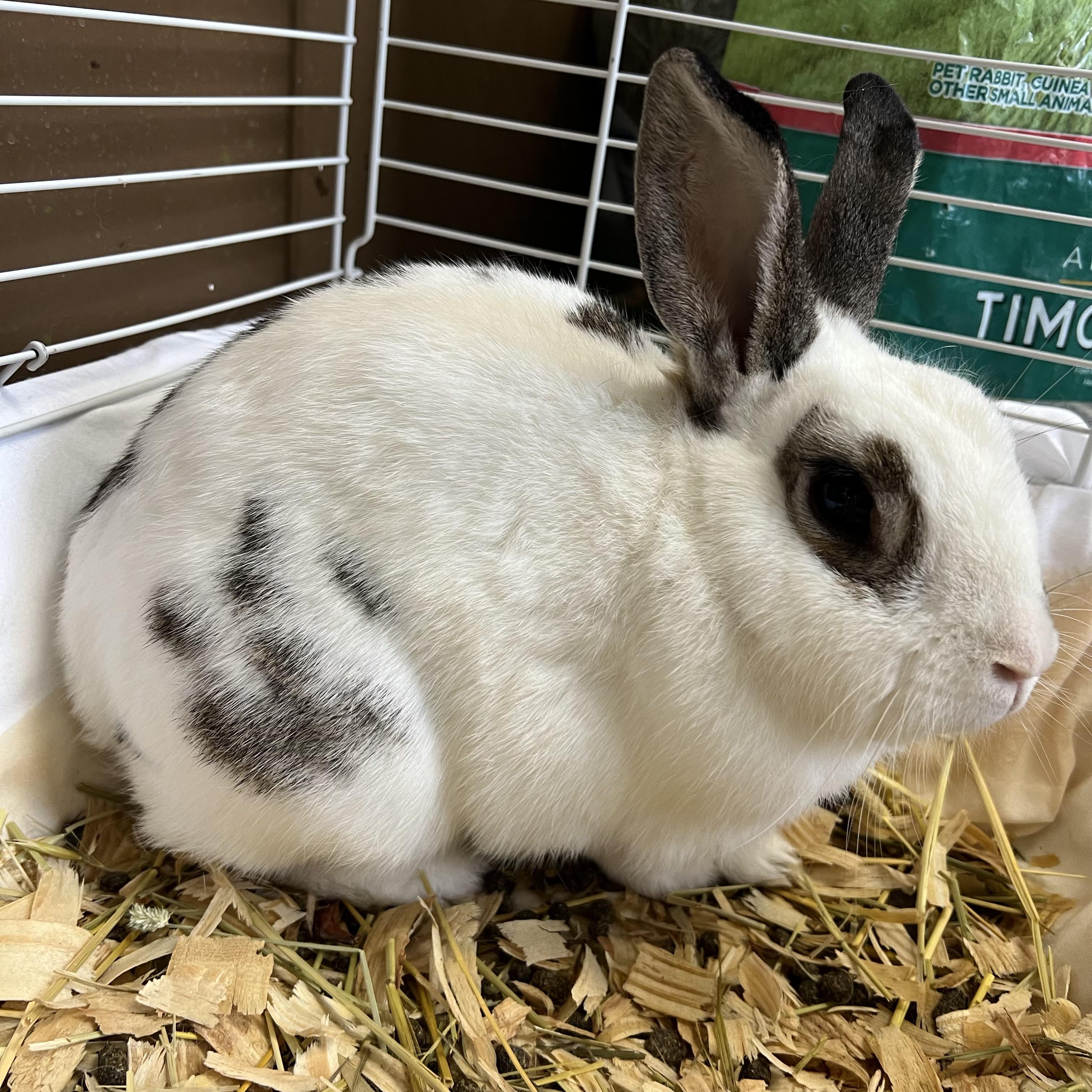 Prince Munchie, an adopted English Spot in Fairmont, MN image 3/6