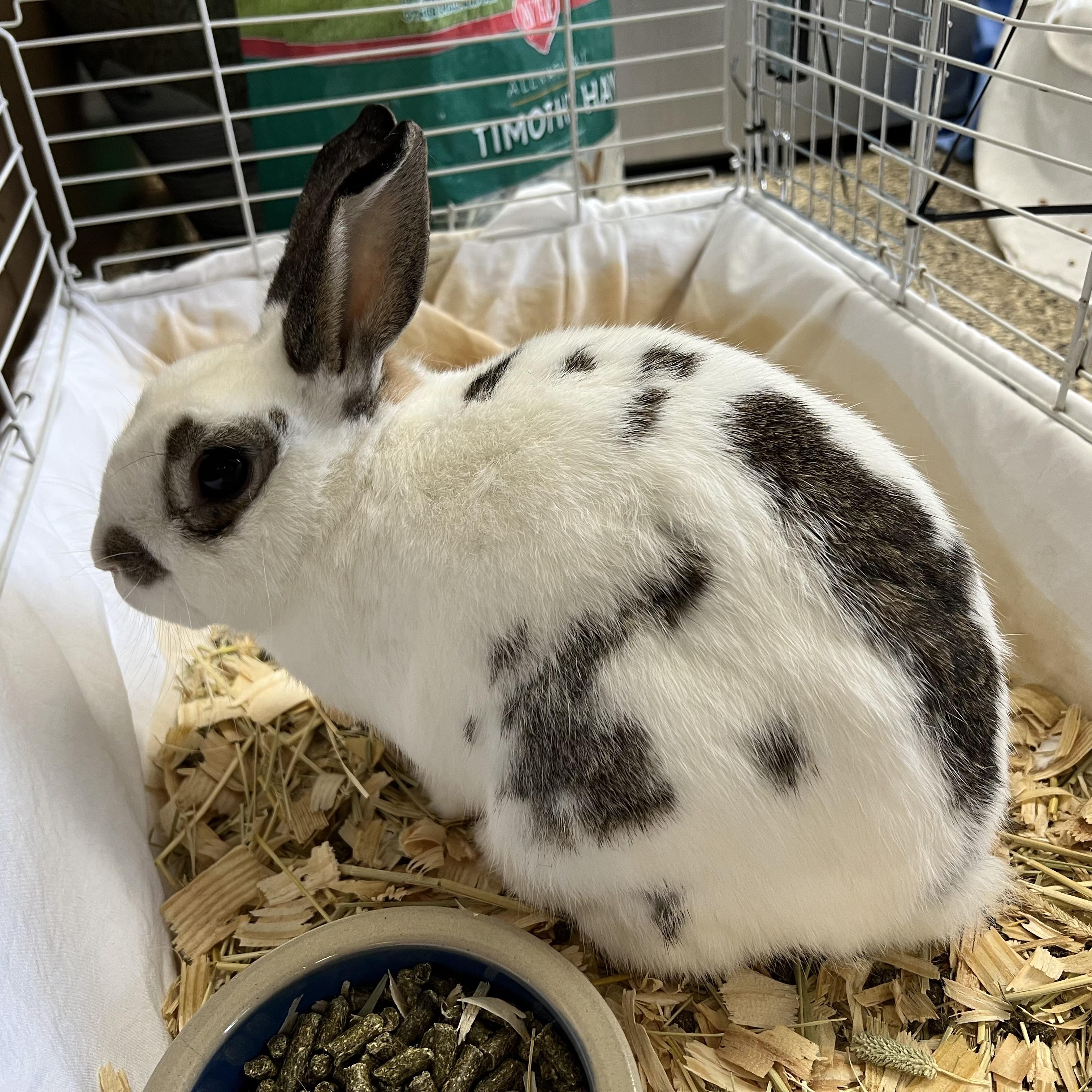 Prince Munchie, an adopted English Spot in Fairmont, MN image 2/6