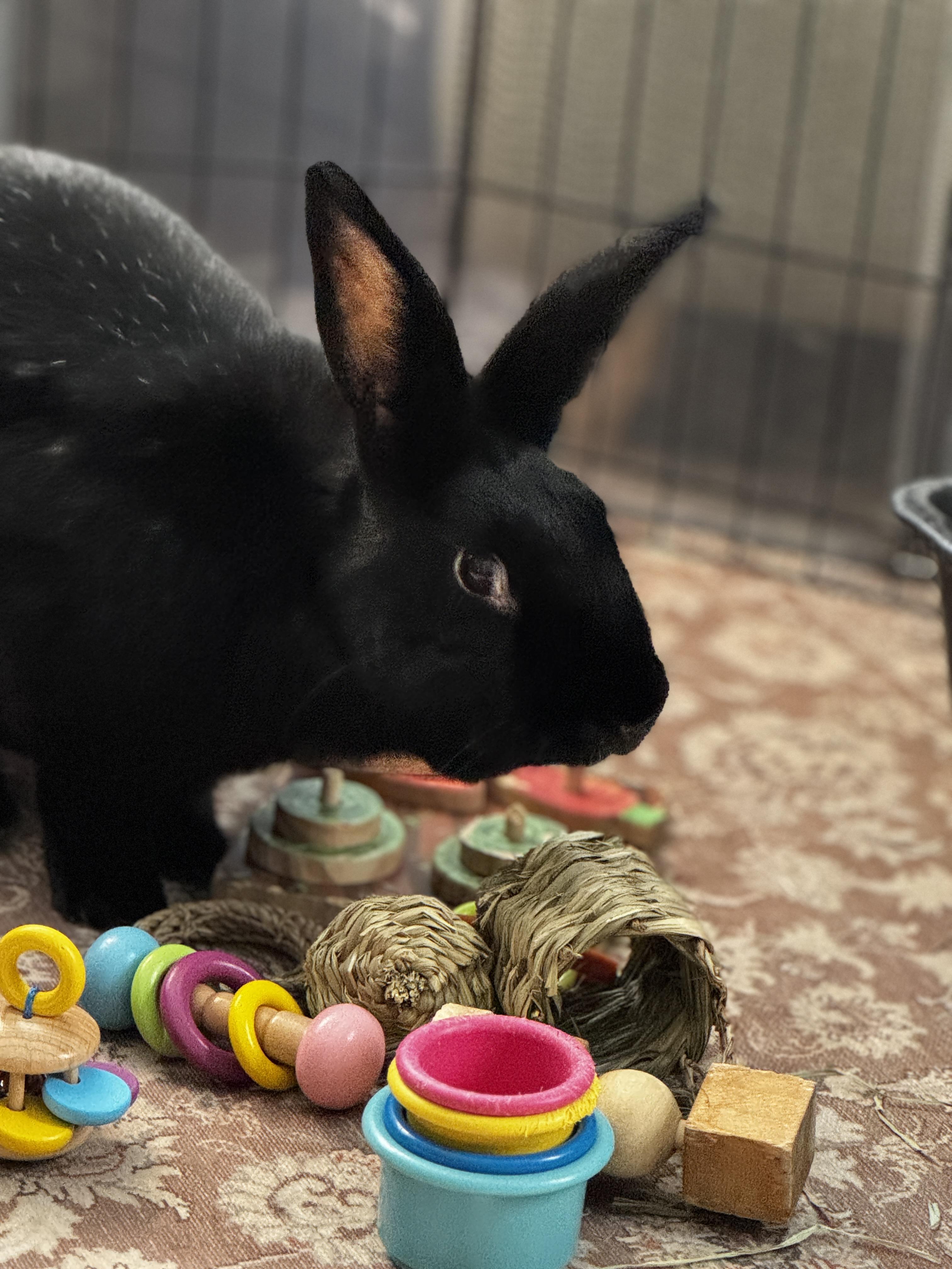 Eve, Adoptable, Adult Female Bunny Rabbit.