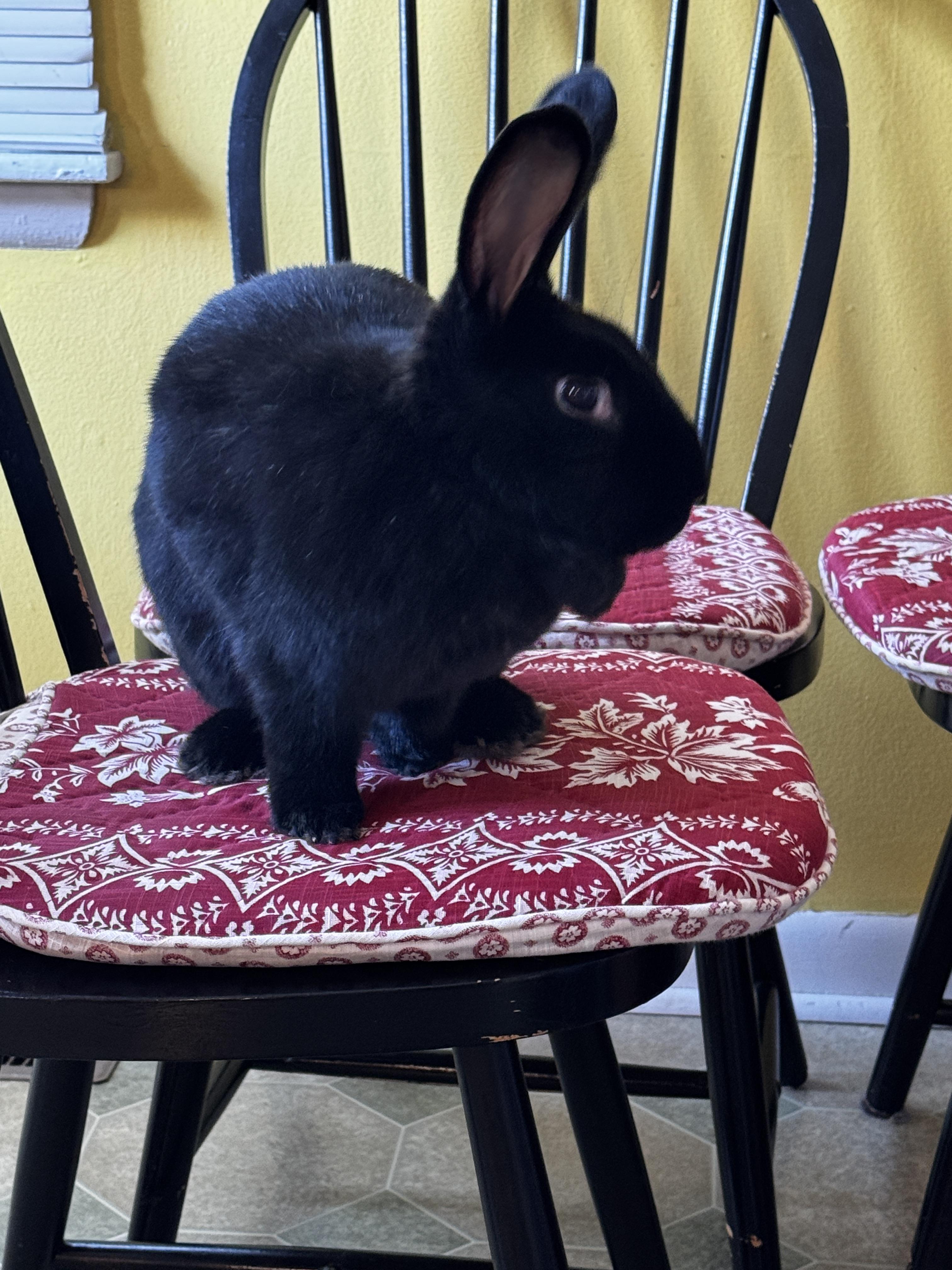 Eve, a Adoptable Bunny Rabbit in Westerville, OH image 6/6
