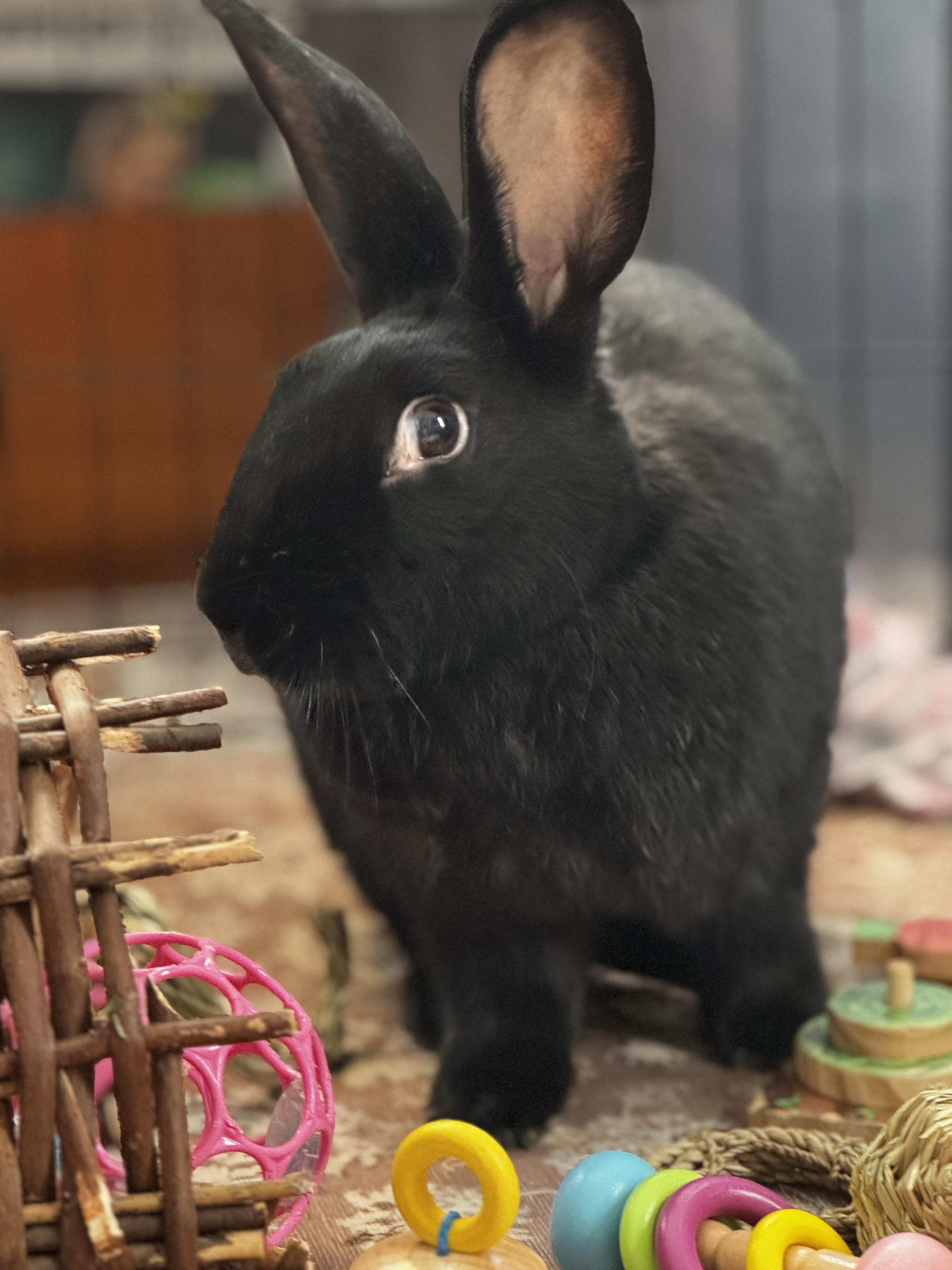 Eve, a Adoptable Bunny Rabbit in Westerville, OH image 4/6