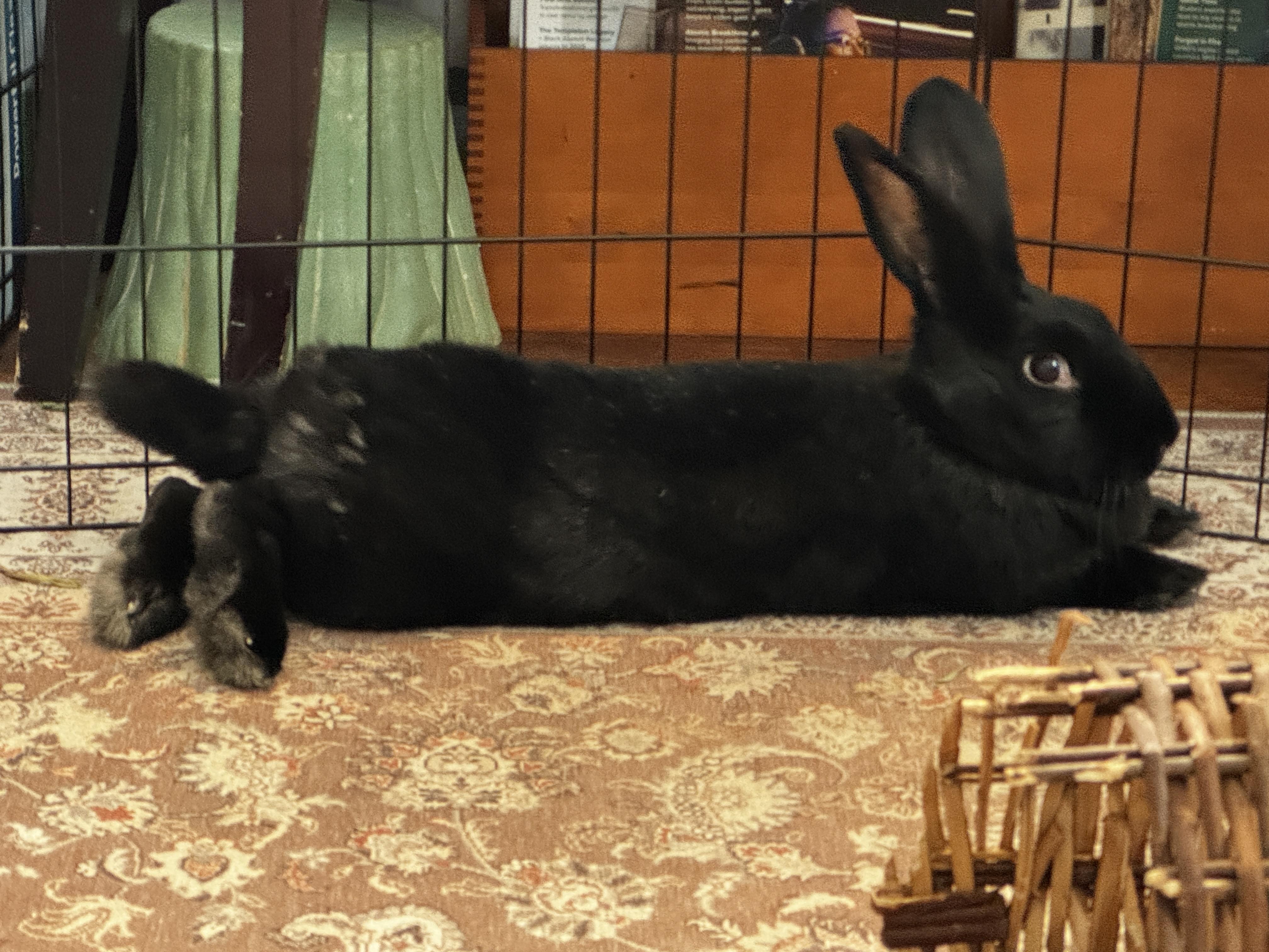 Eve, a Adoptable Bunny Rabbit in Westerville, OH image 5/6