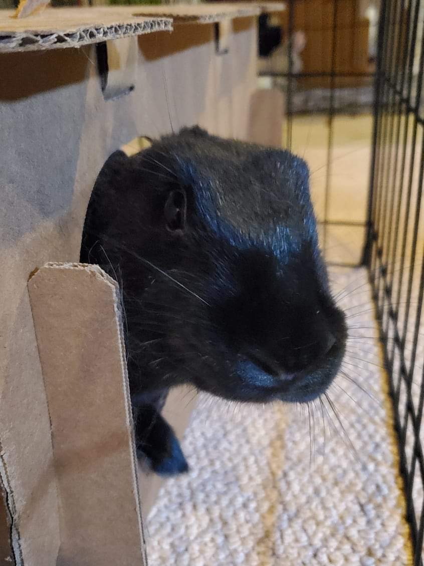 Eve, Adoptable, Young Female Bunny Rabbit.