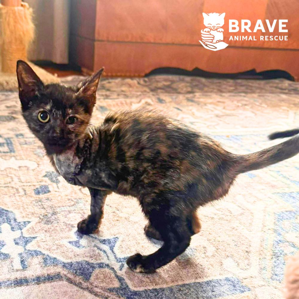 Ophelia, Adoptable, Kitten Female Domestic Short Hair & Domestic Short Hair.