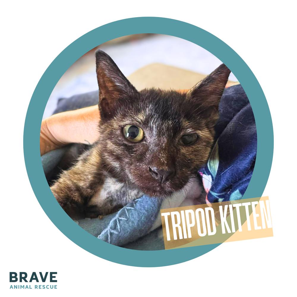 Enlarge Ophelia, a Adoptable mixed breed in Lincoln, NE image 2/5