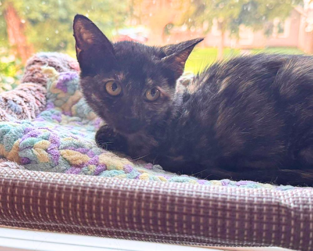 Enlarge Ophelia, a Adoptable mixed breed in Lincoln, NE image 4/5