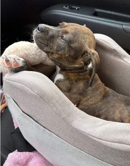 Nickel, a ADOPTABLE mixed breed in Ayden, NC image 3/5