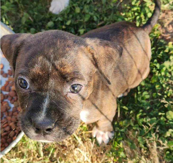 Nickel, a ADOPTABLE mixed breed in Ayden, NC image 4/5