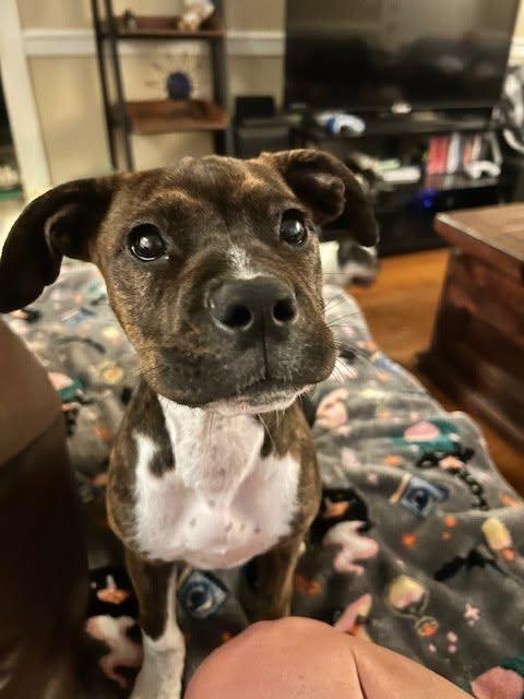 Nickel, ADOPTABLE, Puppy Female Pit Bull Terrier.