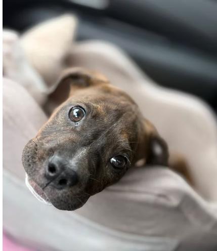Nickel, a ADOPTABLE mixed breed in Ayden, NC image 2/5