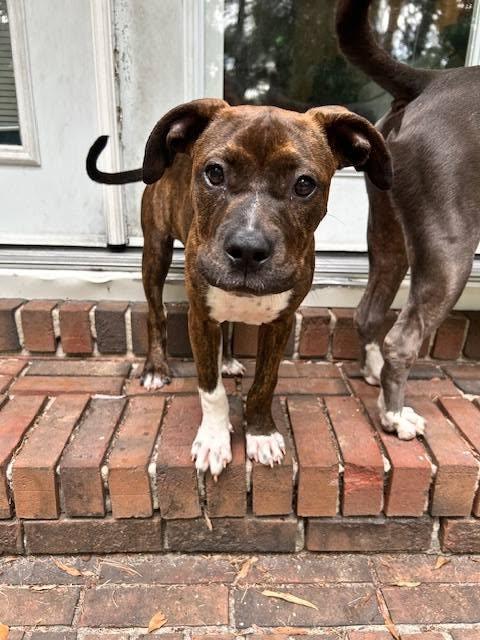 Nickel, a ADOPTABLE mixed breed in Ayden, NC image 5/5