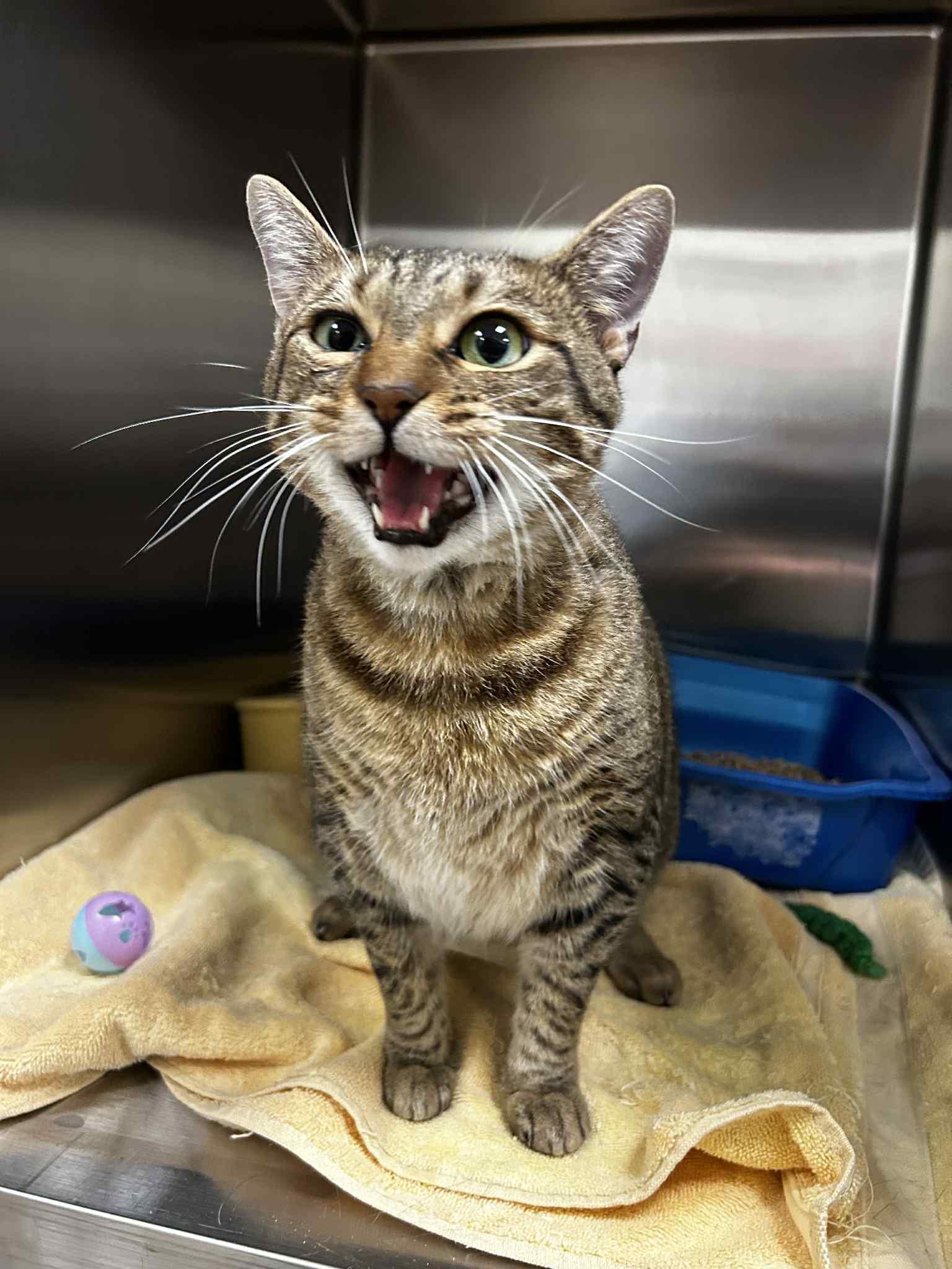 Twinkie, Adoptable, Adult Female Domestic Short Hair.