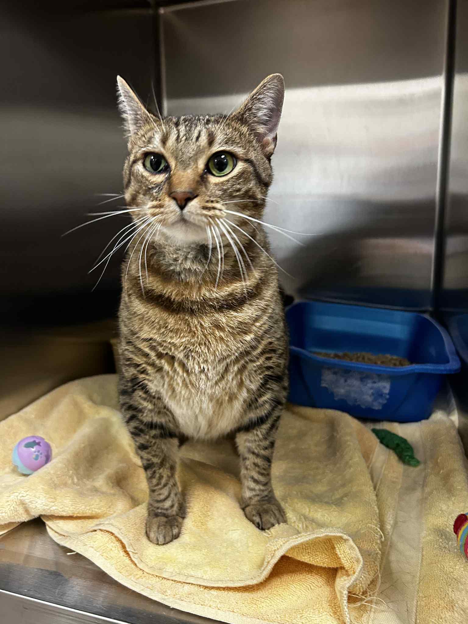 Enlarge Twinkie, a Adoptable mixed breed in Chambersburg, PA image 2/2