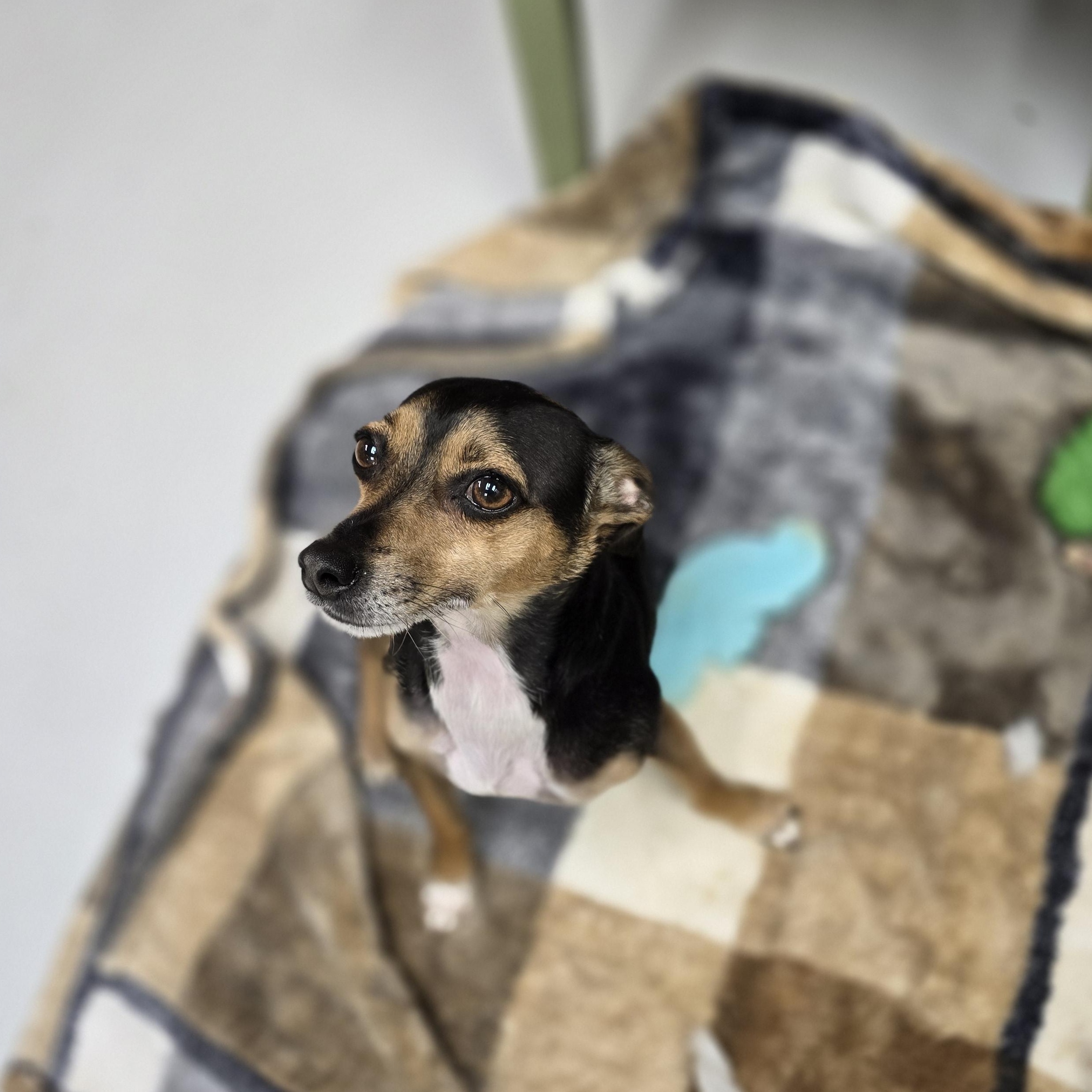 Max, ADOPTABLE, Adult Male Miniature Pinscher.