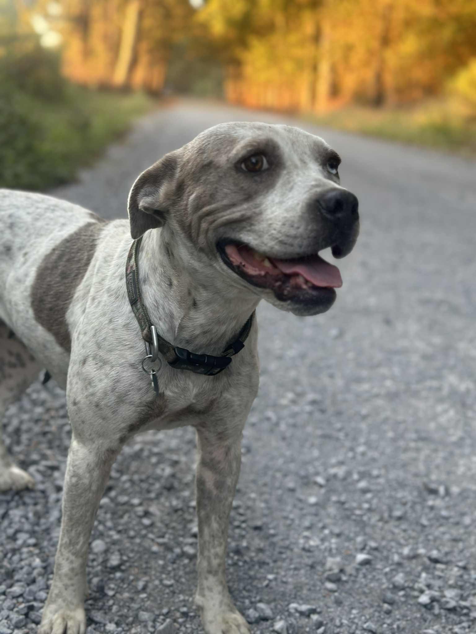 Enlarge Darla, a Adoptable Bulldog in Fort Payne, AL image 1/3