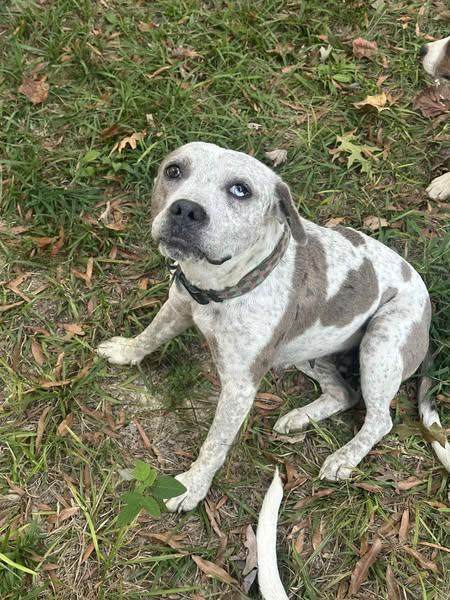 Enlarge Darla, a Adoptable Bulldog in Fort Payne, AL image 2/3