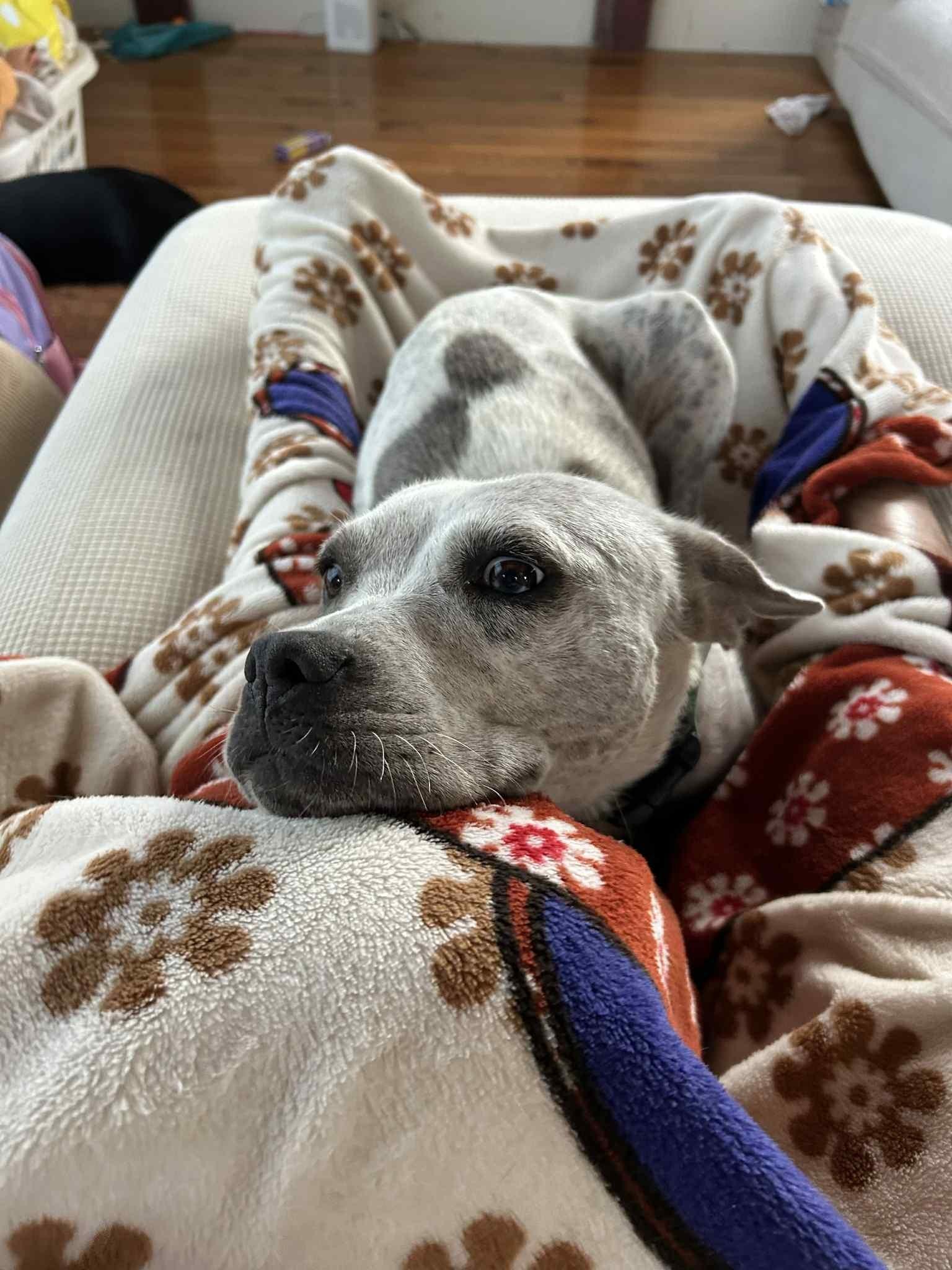 Enlarge Darla, a Adoptable Bulldog in Fort Payne, AL image 3/3