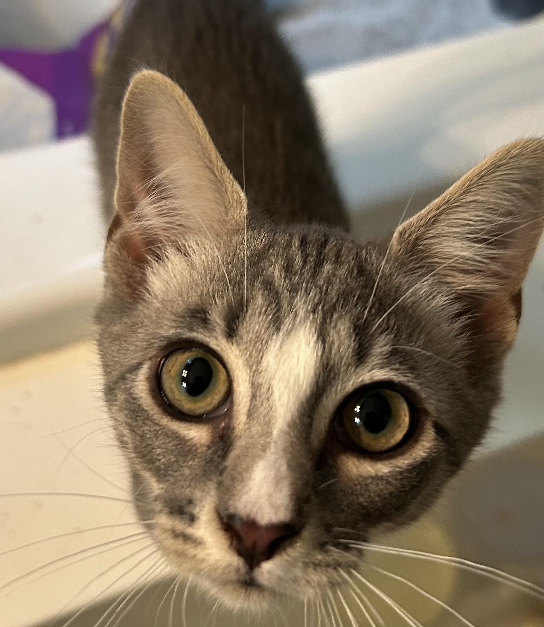 Enlarge Chase, a ADOPTABLE Domestic Short Hair in Smithfield, NC image 1/3
