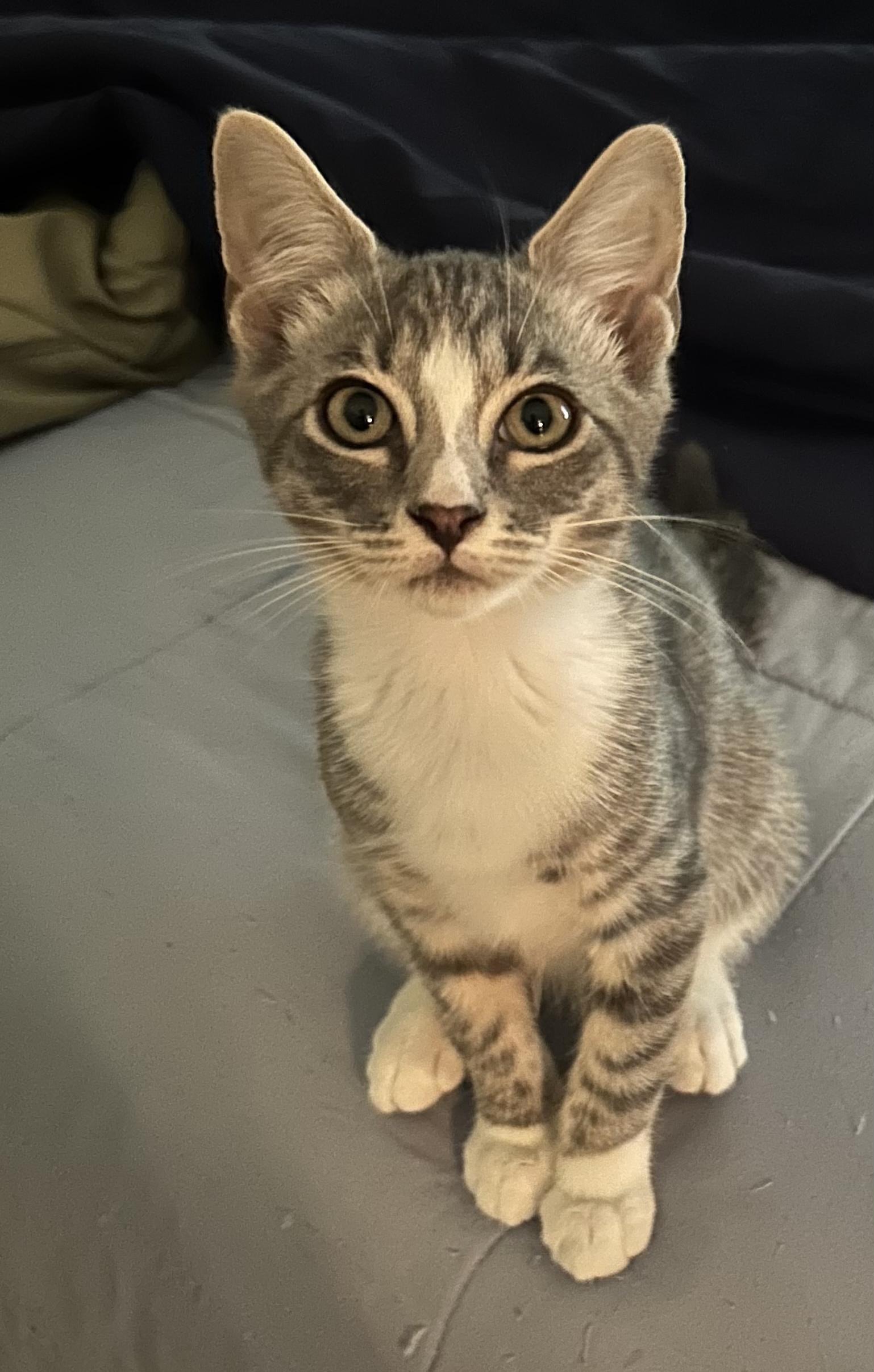 Enlarge Chase, a ADOPTABLE Domestic Short Hair in Smithfield, NC image 2/3