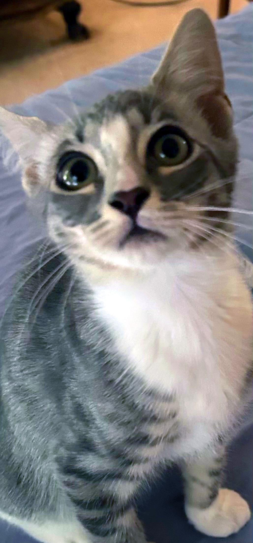 Enlarge Chase, a ADOPTABLE Domestic Short Hair in Smithfield, NC image 3/3