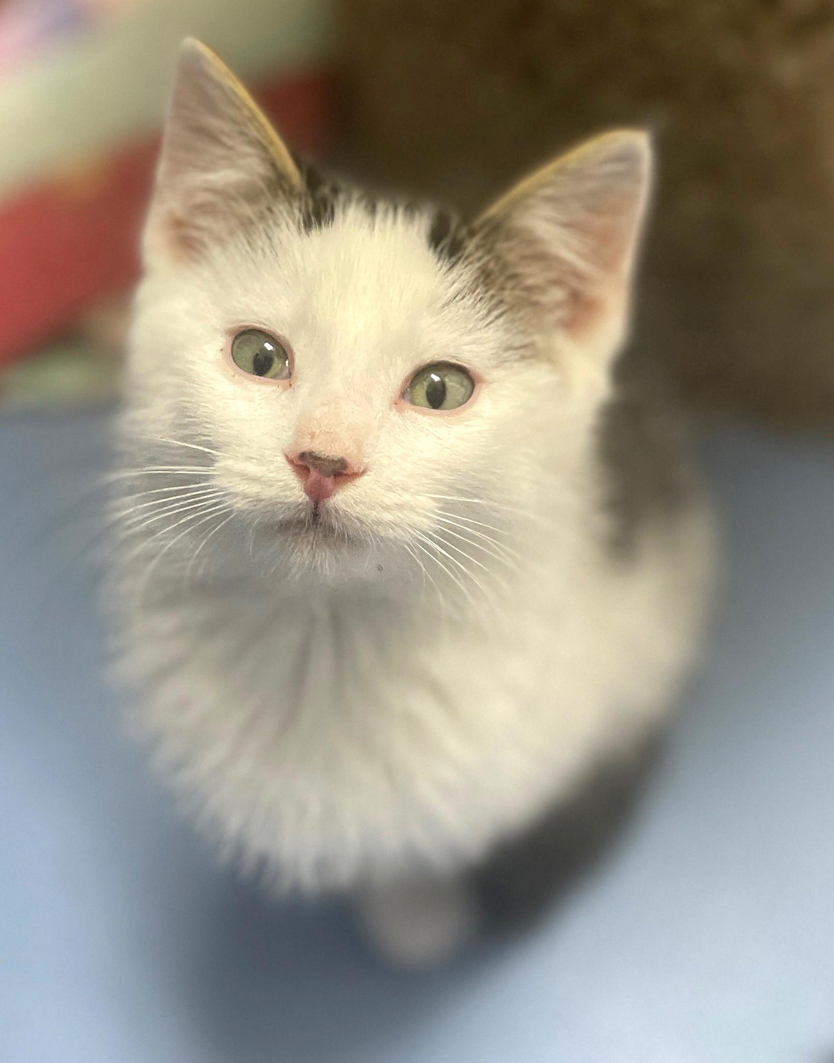 Enlarge Skipper (Must be Adopted w/Littermate), an adoptable Domestic Medium Hair in Neillsville, WI image 1/1