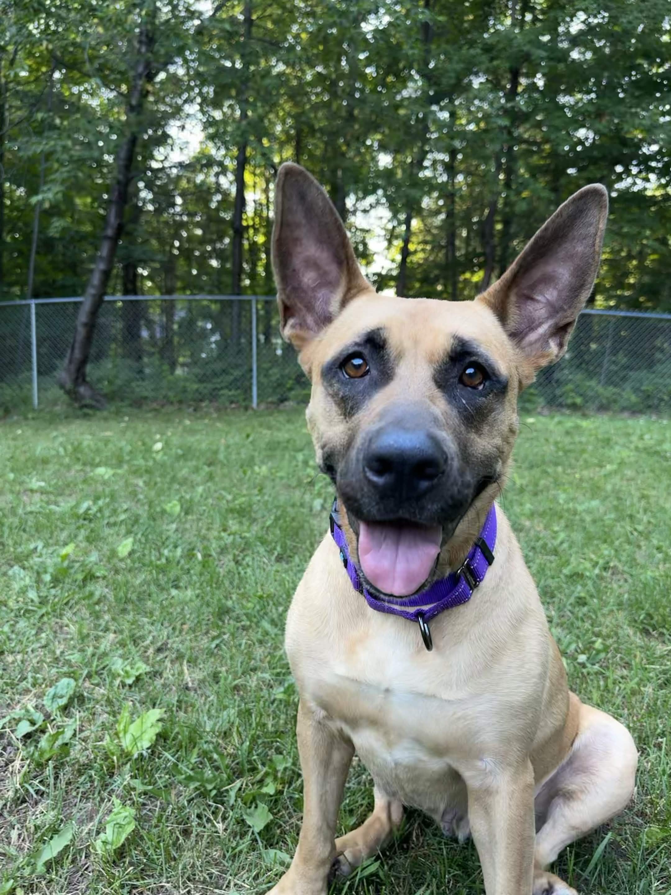 Polly, a ADOPTABLE Mixed Breed in Houghton, MI image 4/4