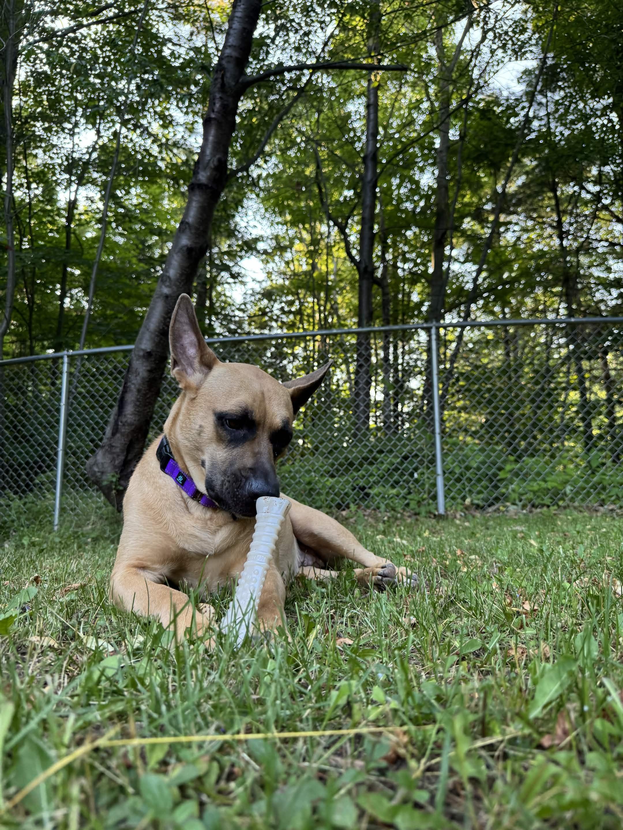 Polly, a ADOPTABLE Mixed Breed in Houghton, MI image 3/4