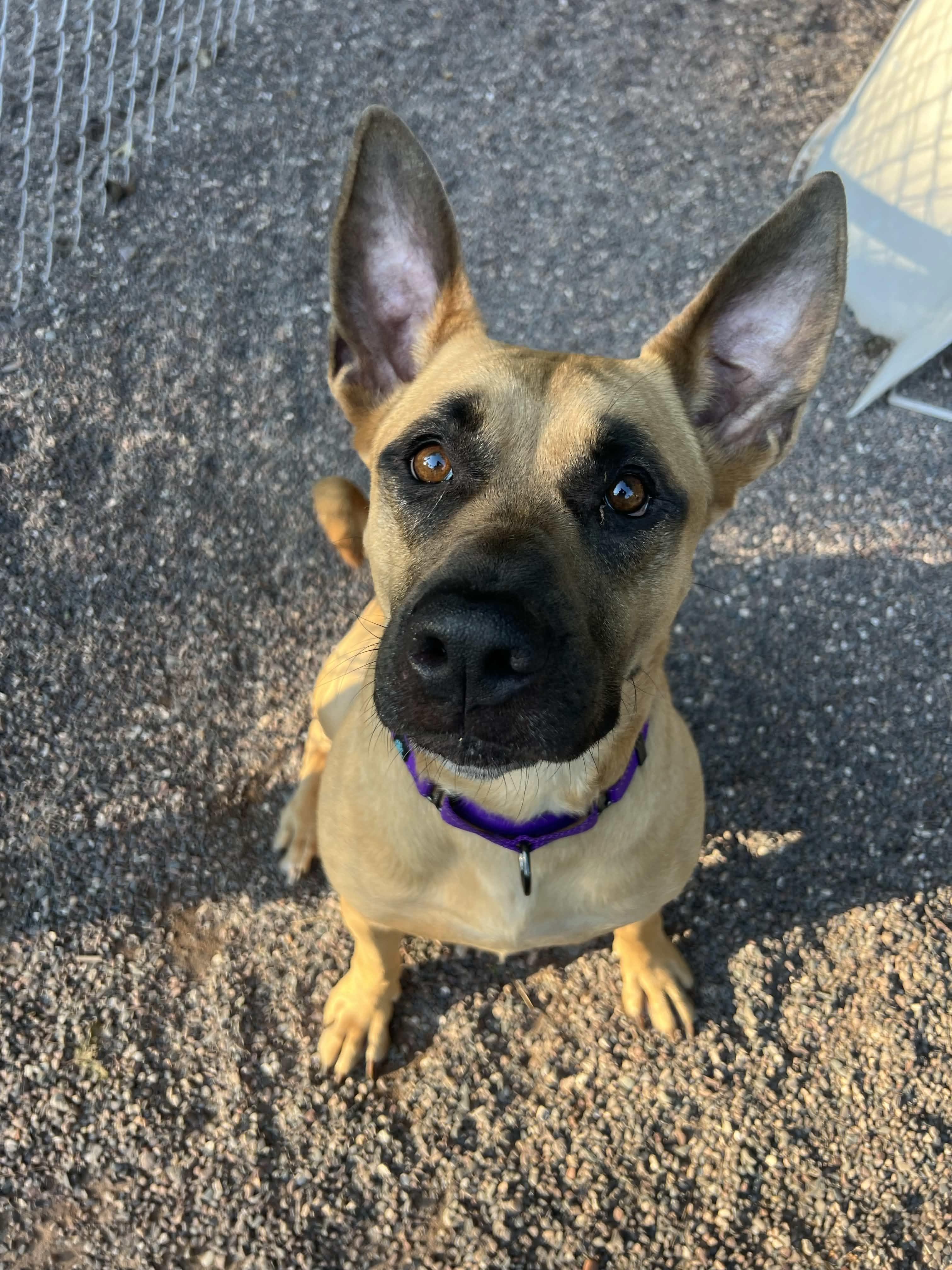 Polly, a ADOPTABLE Mixed Breed in Houghton, MI image 1/4