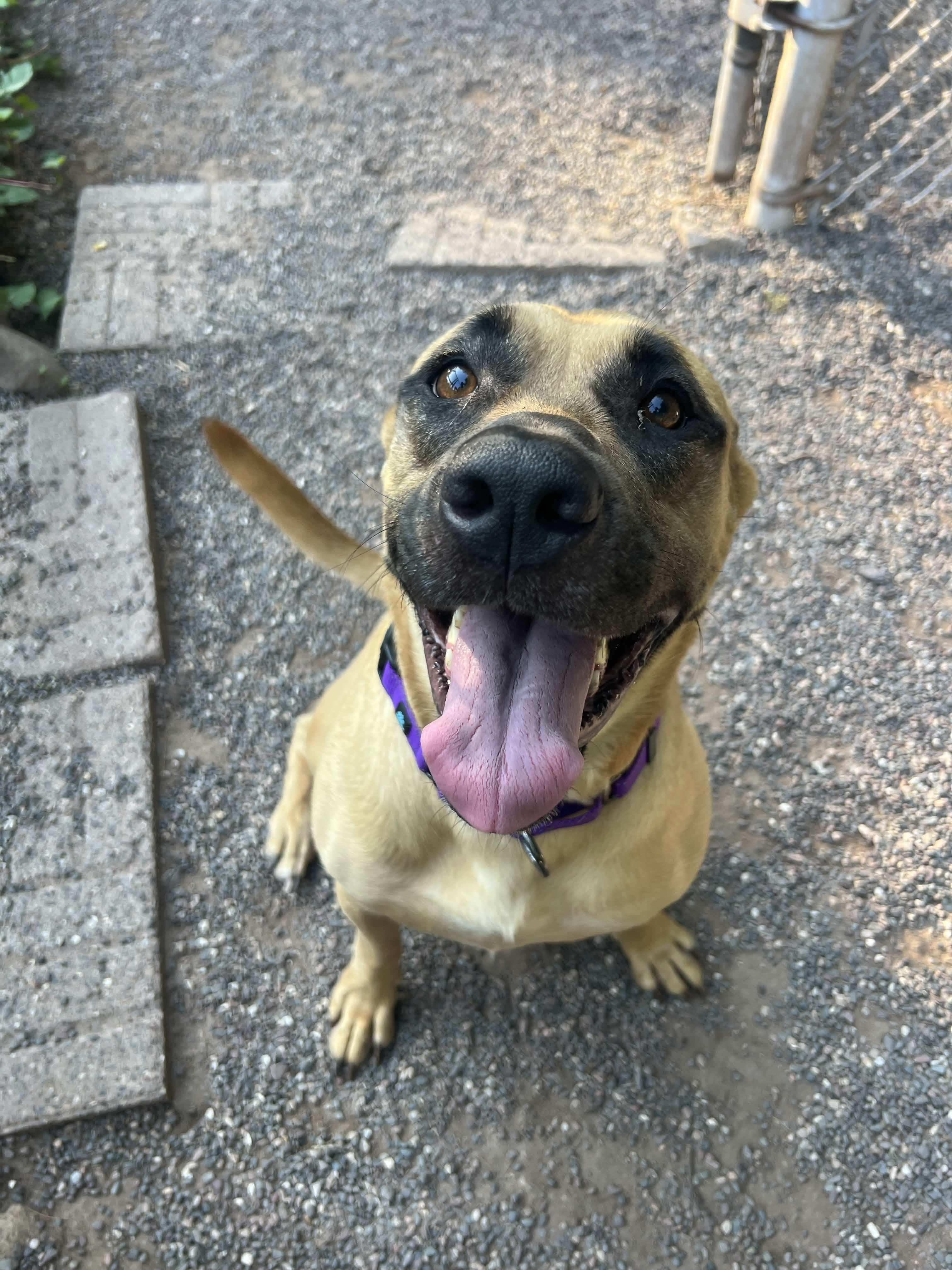 Polly, a ADOPTABLE Mixed Breed in Houghton, MI image 2/4