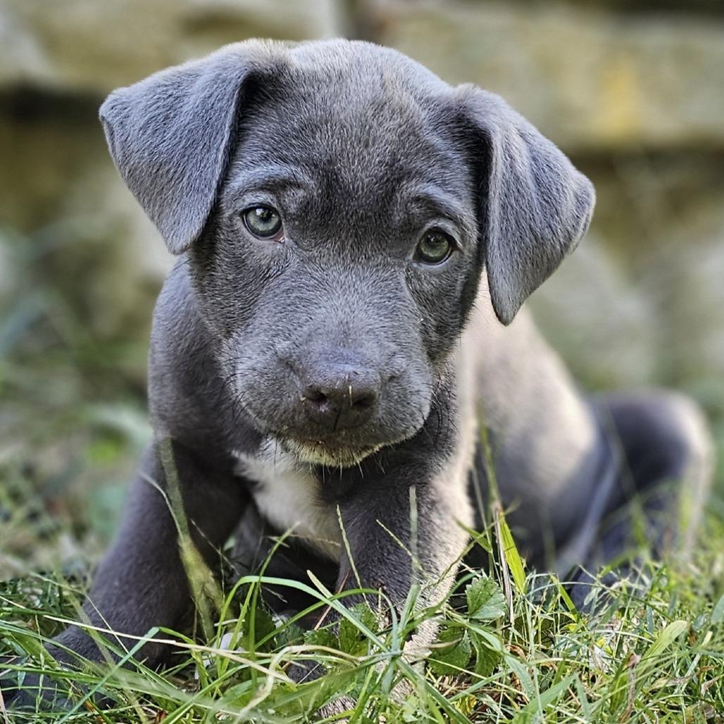 Eeyore, Adoptable, Puppy Female Mixed Breed & Terrier.