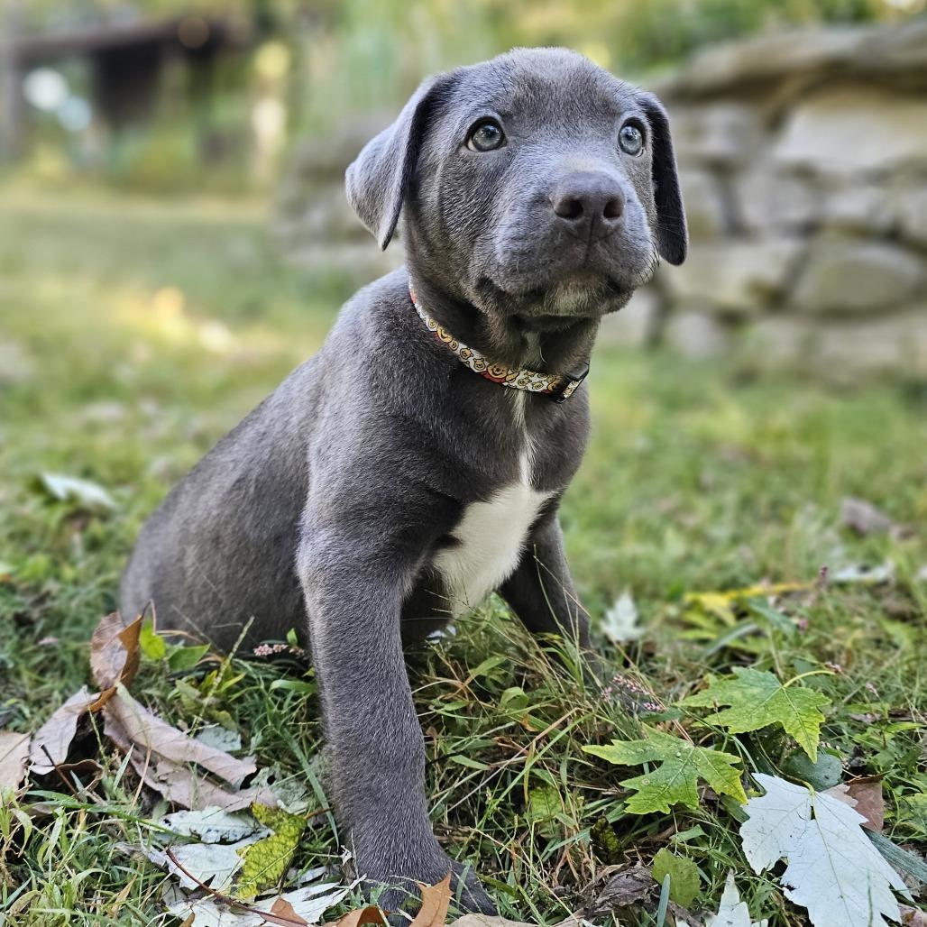 Enlarge Eeyore, a Adoptable mixed breed in Festus, MO image 2/4