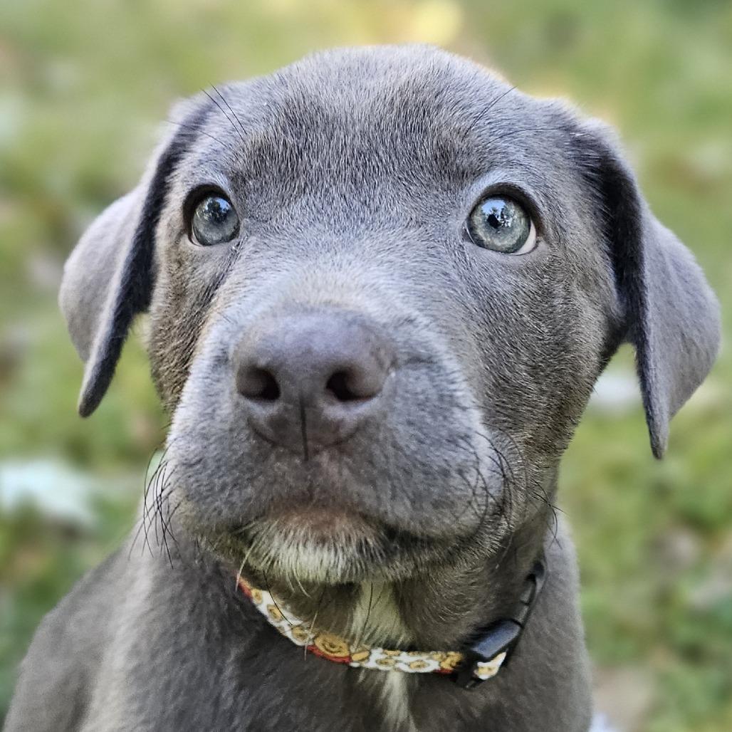 Enlarge Eeyore, a Adoptable mixed breed in Festus, MO image 3/4